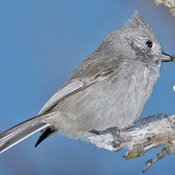 Oak Titmouse